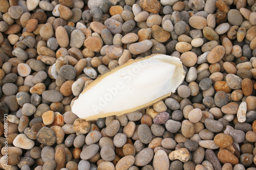 A cuttlefish bone or cuttlebone on pebbles.  Fed to pet birds, budgies.