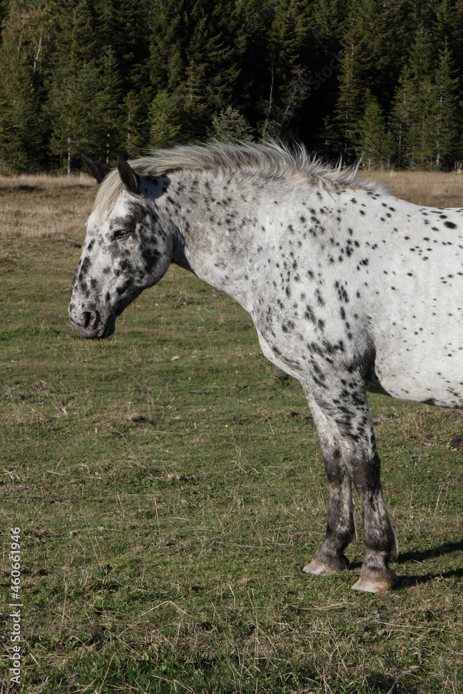 Awesome and beautiful horses on the farm. Horse portrait in the mountains in Austria. Awesome and beautiful horses on the farm. Horse portrait in the mountains in Austria.