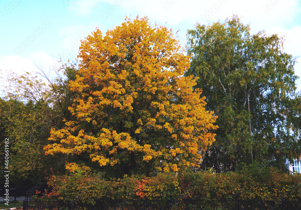 Autumn time, green leaves turn into yellow and fall on the grass. Tree with lush and thick yellow foliage Autumn time, green leaves turn into yellow and fall on the grass. Tree with lush and thick yellow foliage