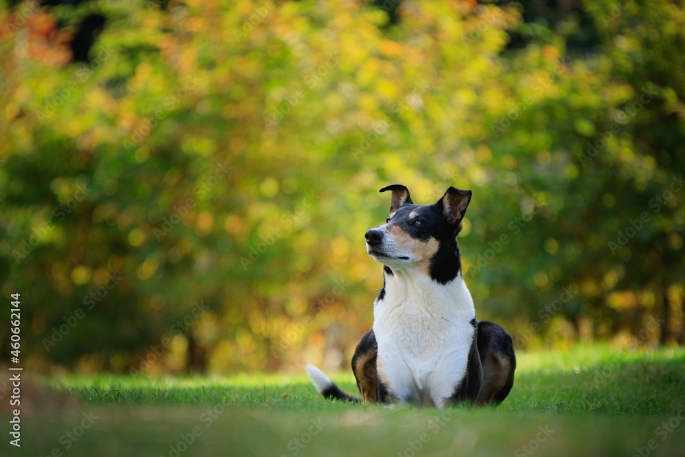 This Shorthaired Collie is a really experienced model This Shorthaired Collie is a really experienced model