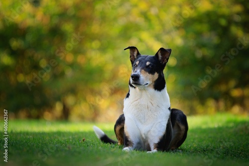 This Shorthaired Collie is a really experienced model © Karel Kutheil