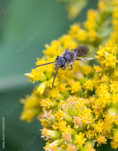 tiny grey bee on yellow flower macro