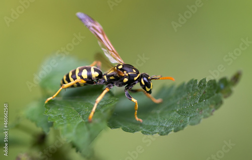 wasp on green leaf macro