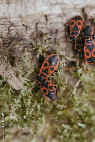 Firebugs in a group on moss