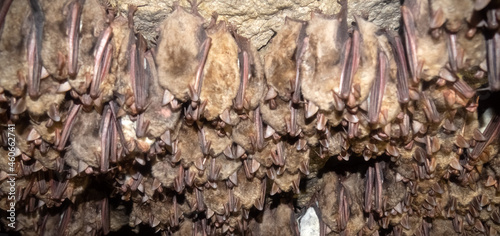Lesser mouse-eared bat (Myotis blythii) in cave. Bats gather for hibernation in dense numerous colonies, less often they sleep in small groups. Spread of viral infections at this density increases