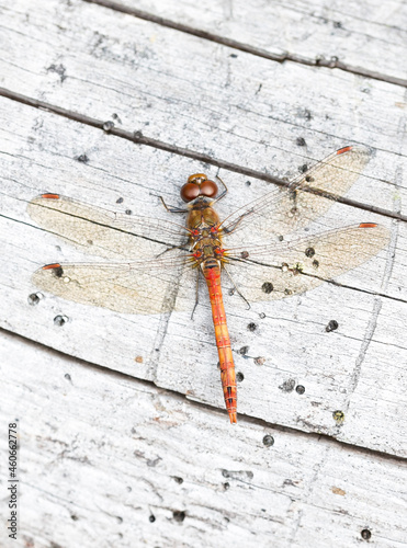 Heath dragonfly macro on white wood