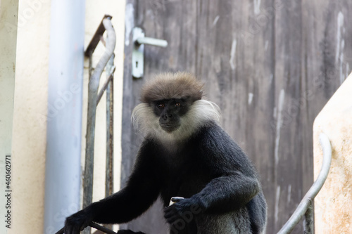 Purple-faced langur is south subspecies (Semnopithecus vetulus vetulus) endemic species to Sri Lanka. Langur in city of Hikkaduwa
