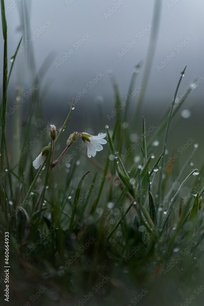 Obraz premium grass in the morning