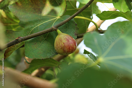 Fig, fig fruit, fig tree, Fruit