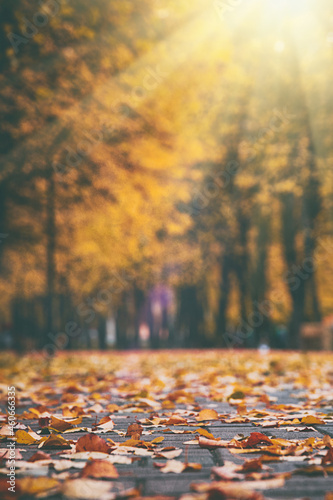 autumn leaves lie on the paving stones in sunlight in city park, autumn background for social networks, wallpaper for smartphone or computer, image specially with artificial noise and toned