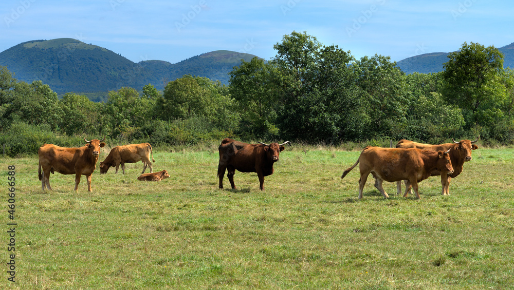 Herd of Salers and Aubrac cows in their meadow, in front of the Puy-de-Dome volcano