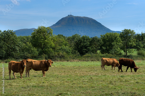 Herd of Salers and Aubrac cows in their meadow, in front of the Puy-de-Dome volcano