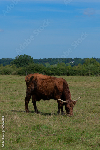 Salers cow in its meadow