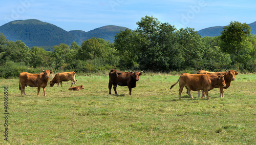 Fototapeta Naklejka Na Ścianę i Meble -  Herd of Salers and Aubrac cows in their meadow, in front of the Puy-de-Dome volcano