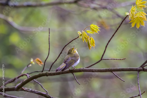 Fotografía Wood warbler (Plylloscopus sibilatrix) male sings mating songs (territorial beha