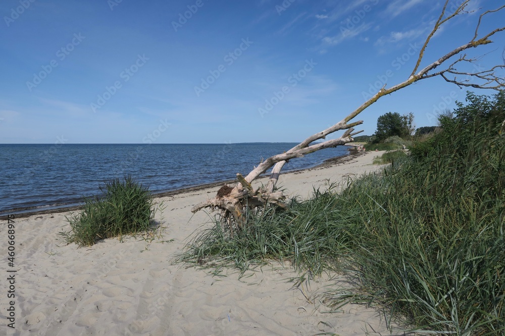 Ein Baumgerippe liegt am Strand der Ostseeinsel Poel in der Nähe des Ortes Timmendorf.