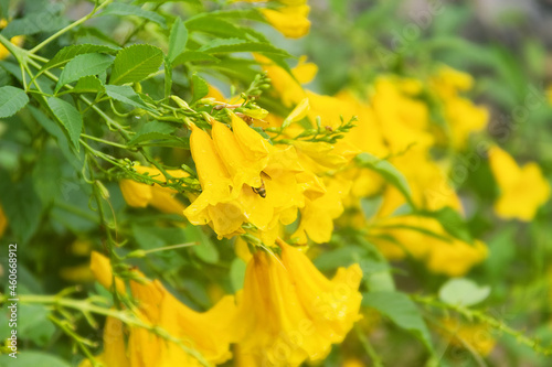 Common trumpet creeper (Campsis radicans) variety Flava photo