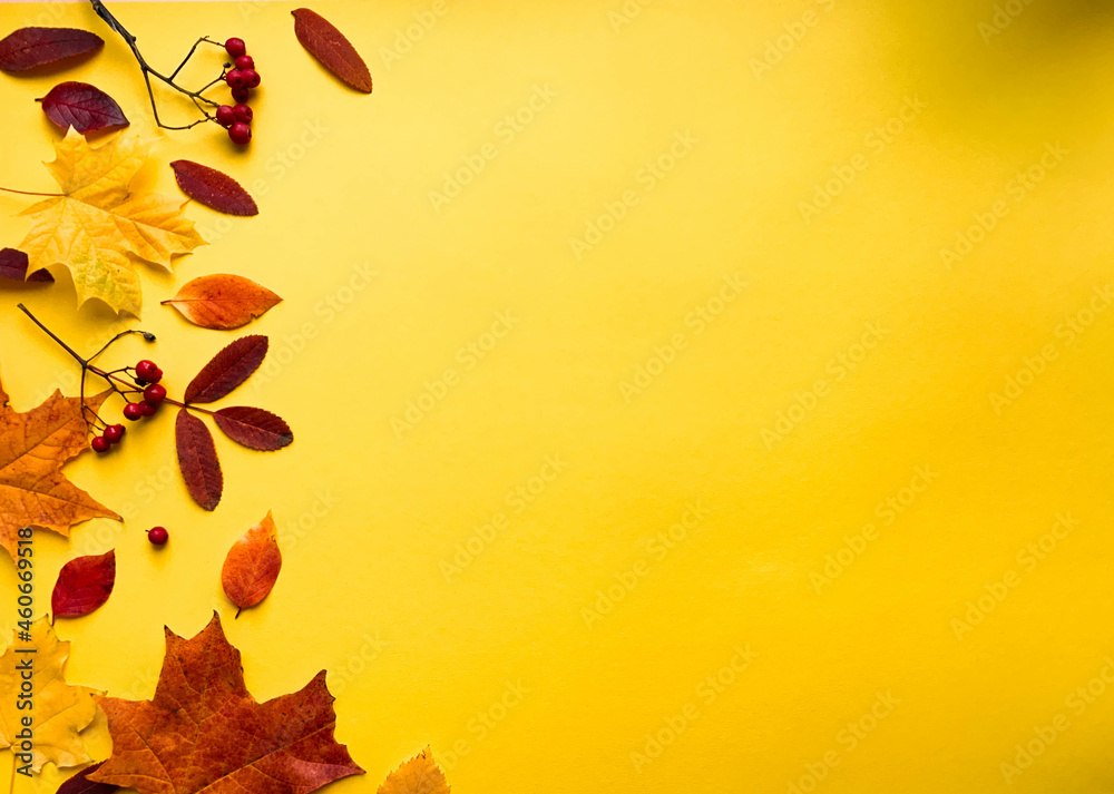 Fototapeta premium Autumn border banner with natural dried leaves and red berries on bright yellow background, top view, copy space. Autumn, thanksgiving day web banner background, cozy flat lay. Lay out, top view.