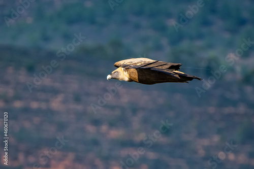 Griffon vulture, Gyps fulvus in Monfrague National Park. Extremadura, Spain photo