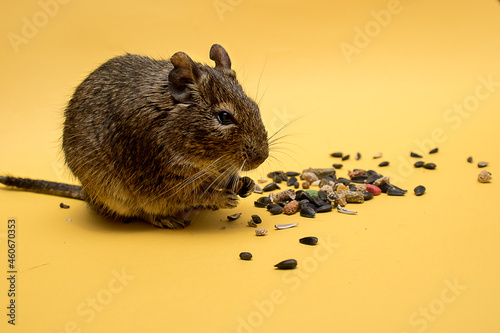 Chilean degu squirrel gnaws sunflower seeds
