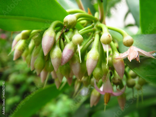 Closeup shot of Staphylea buds photo