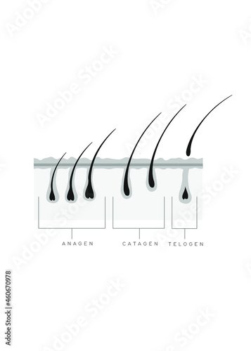 Lash Phase Growth