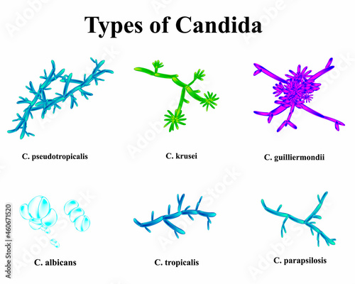 Types of Candida. Anatomical structure of candida. Vector illustration on isolated background photo