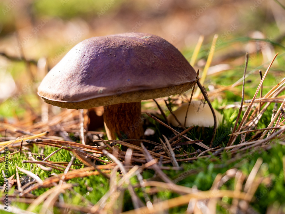 Fototapeta premium pair of mushrooms in the woods