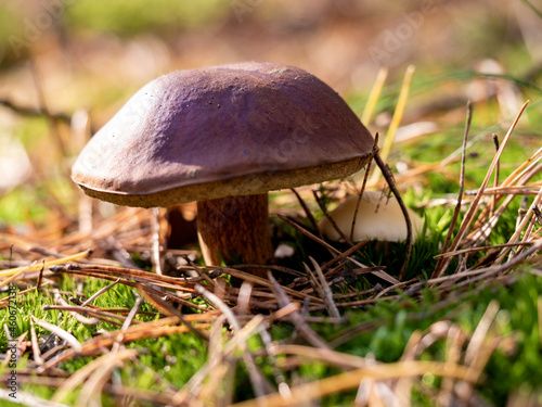 pair of mushrooms in the woods
