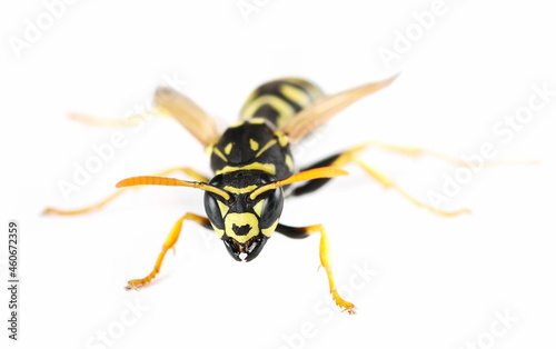 European wasp, Polistes associus, isolated on white background, side view