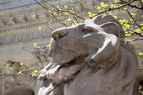 Stone lion outside the New York Public Library. Close-up view from below. photo