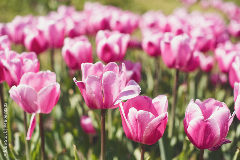 Close up. Blooming purple-white tulips. High resolution wallpaper. Close up. Blooming purple-white tulips. High resolution wallpaper.