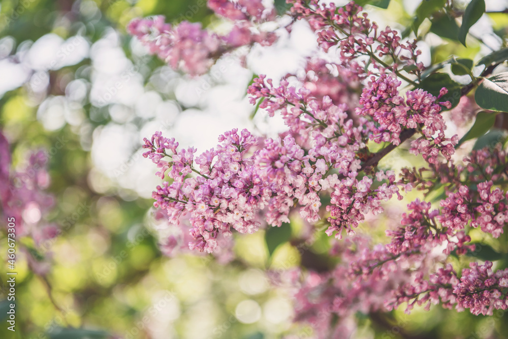 Close up. Blooming purple-white lilac. High resolution wallpaper. Close up. Blooming purple-white lilac. High resolution wallpaper.