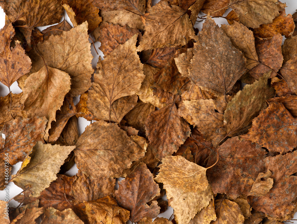 The texture of the fallen autumn foliage of flatley