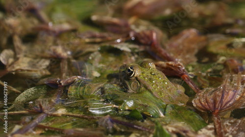 Edible frog, common water frog or green frog in swamps, Rana esculenta