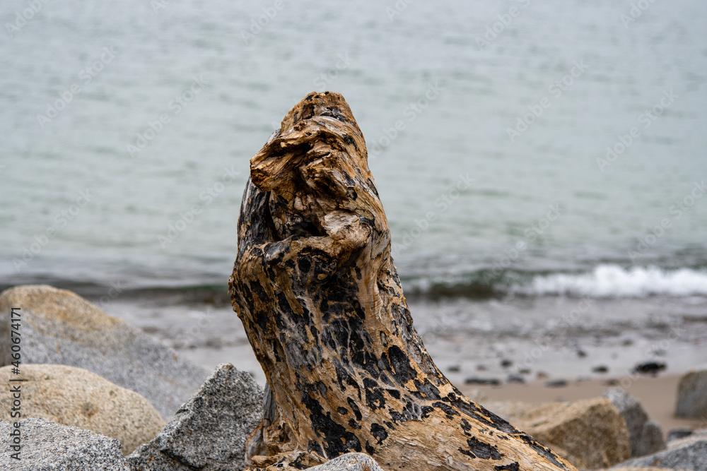 Natürliche Skulptur aus Holz Treibholz am Strand Natürliche Skulptur aus Holz Treibholz am Strand