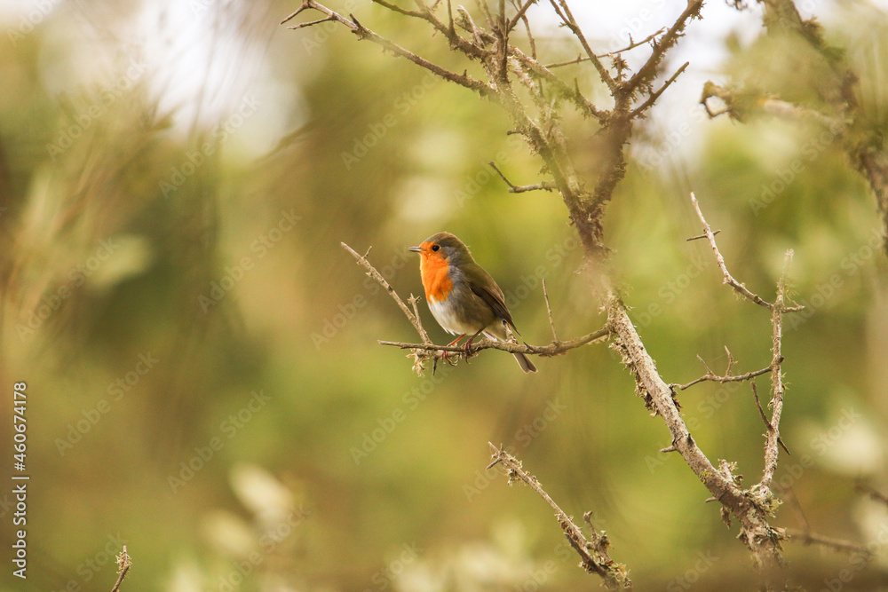 Robin Redbreast in a tree. European Robin Robin Redbreast in a tree. European Robin