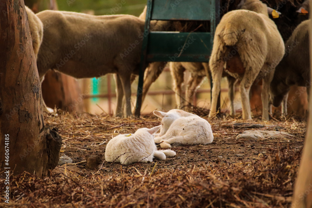 Obraz premium Two Baby sheep in a field