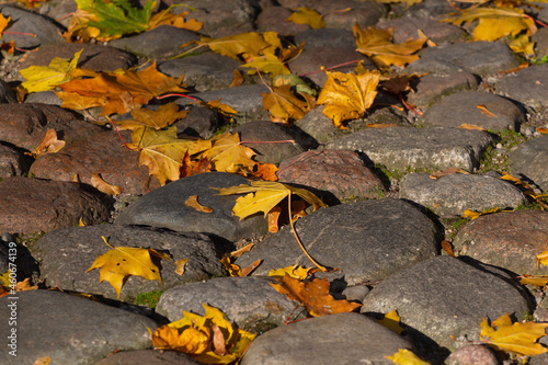 autumn maple leaves on garden paving stones