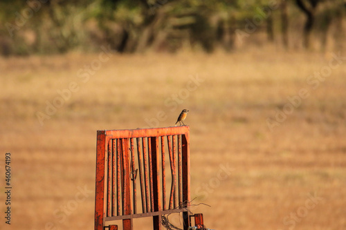 European Stonechat on a agricultural trailer on a field photo