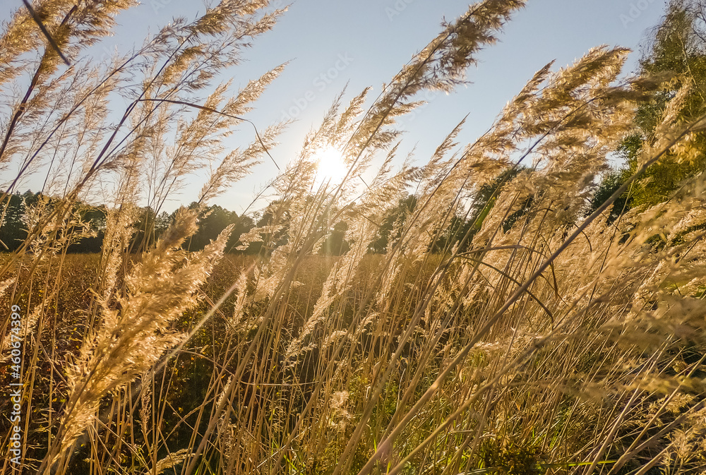 Fototapeta premium sunset in tall grass in autumn 2