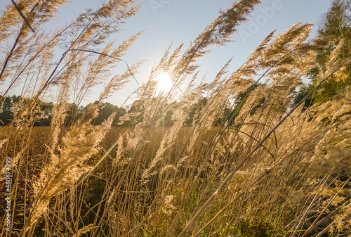 sunset in tall grass in autumn 2