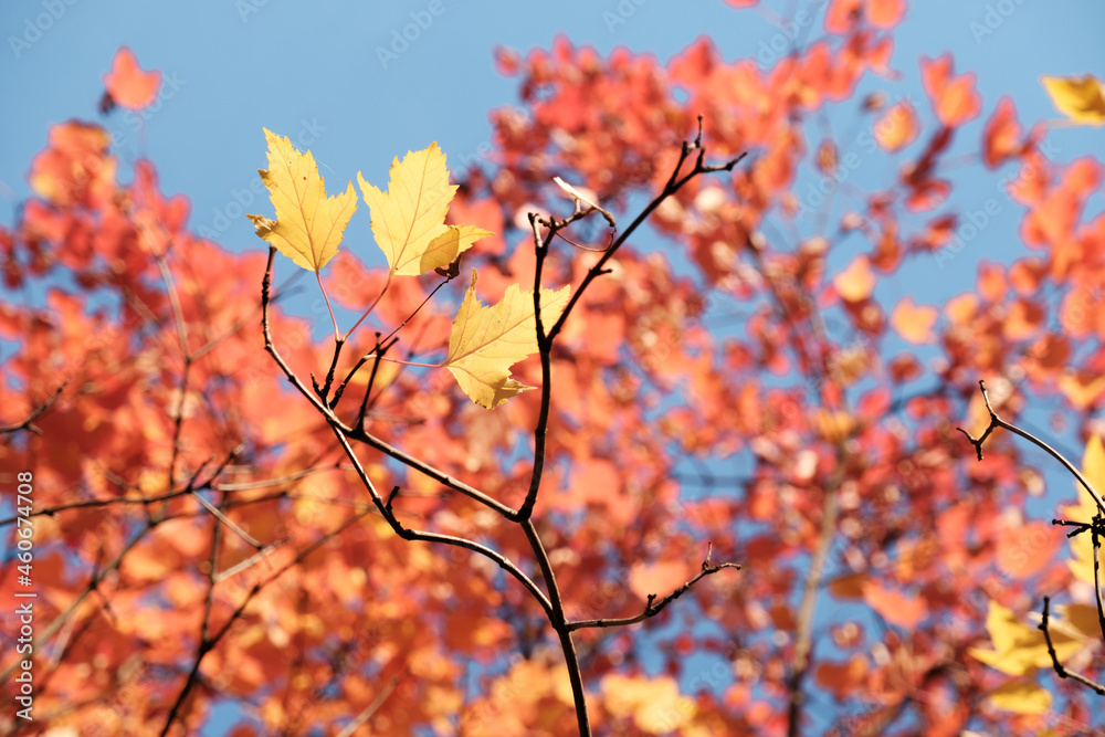 Autumn Foliage on a Blue Sky Background Autumn Foliage on a Blue Sky Background