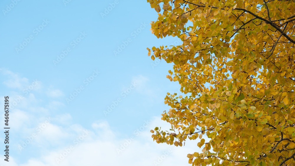 Autumn Foliage on a Blue Sky Background Autumn Foliage on a Blue Sky Background