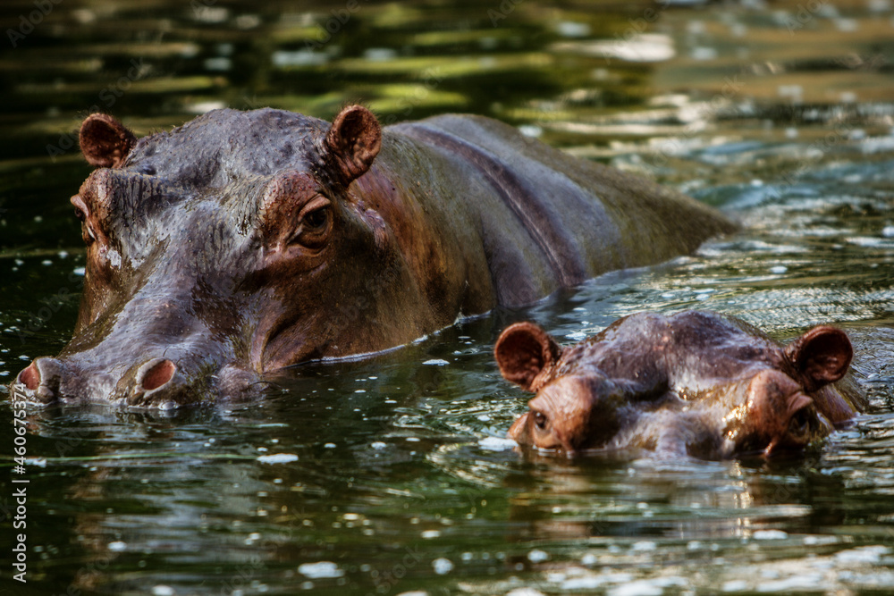 hippopotamuses submerged in water poking their heads out of the water hippopotamuses submerged in water poking their heads out of the water