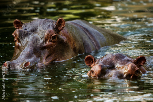 hippopotamuses submerged in water poking their heads out of the water © DondykRiga