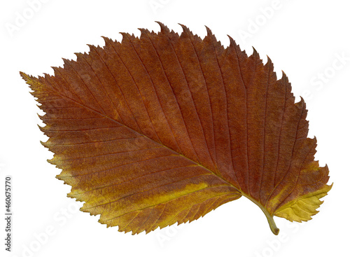 Elm tree leaf