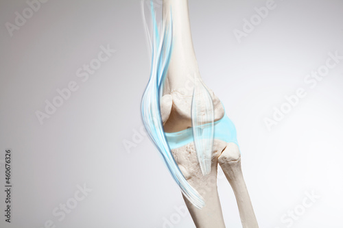 Knee cartilage bone and muscles pain, human leg anatomy illustration	
 photo