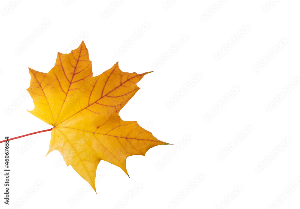 autumn maple leaf autumn maple leaf