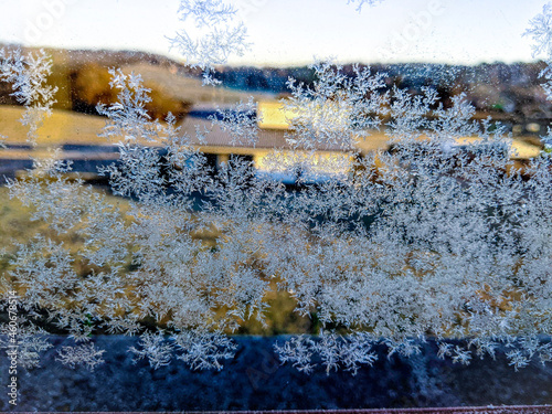 winter in the forest